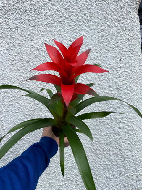 Guzmania 'Allure'