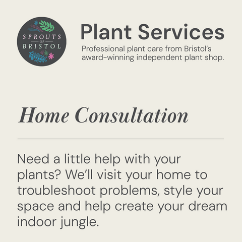 Home Plant Consultation | Plant Styling & Advice