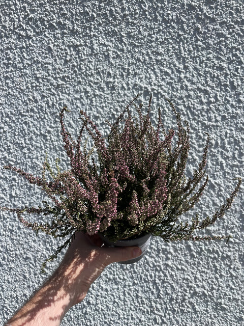 Calluna vulgaris ‘Garden Girls Red’ – Garden Girls Heather