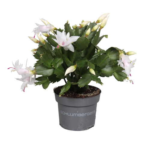 Schlumbergera truncata 'White Eva'