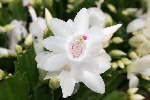 Weißer Weihnachtskaktus - Schlumbergera