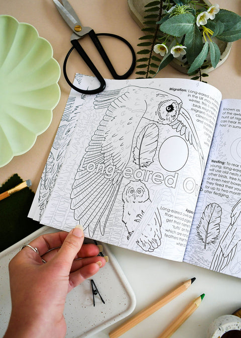 British Bird of Prey Educational Colouring Book