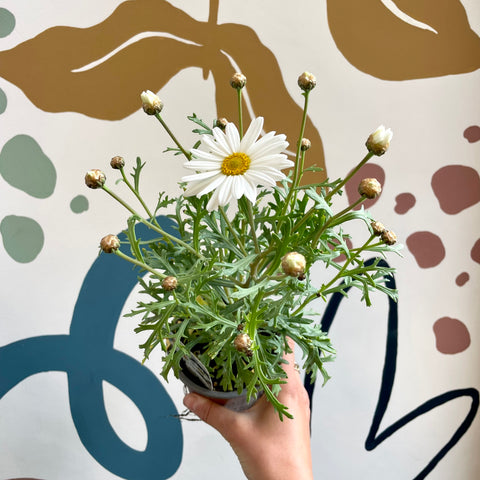 Argyranthemum frutescens 'Molimba C White' - White Marguerite Daisy