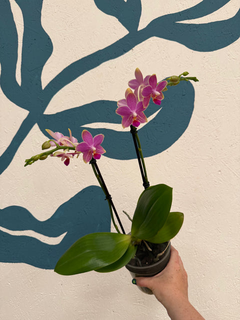 Phalaenopsis – Pink Picotee Fragrant Moth Orchid