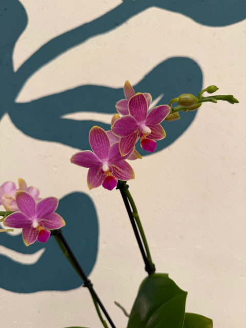 Phalaenopsis – Pink Picotee Fragrant Moth Orchid