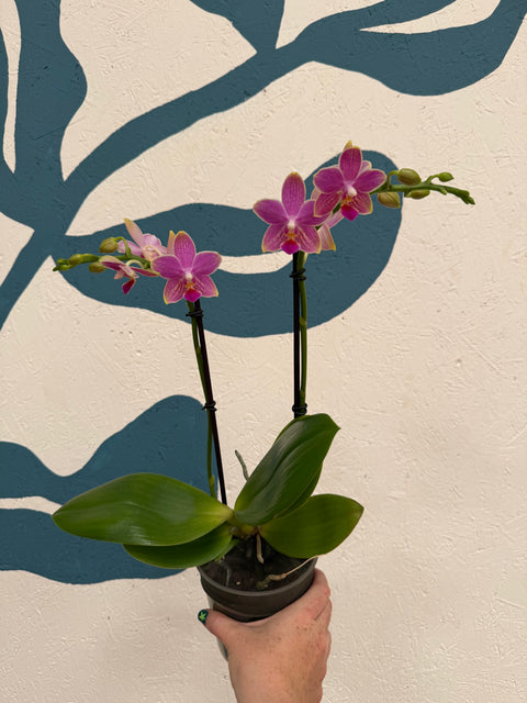 Phalaenopsis – Pink Picotee Fragrant Moth Orchid