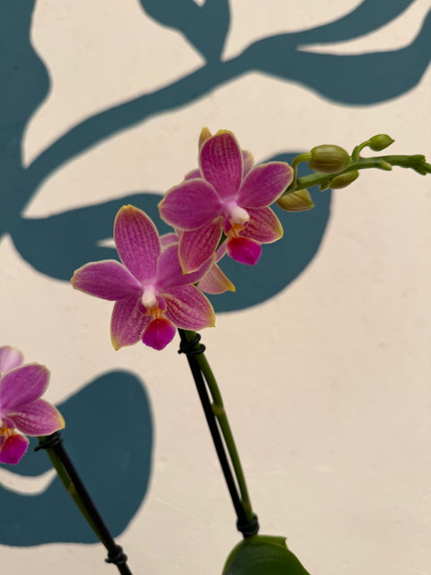 Phalaenopsis – Pink Picotee Fragrant Moth Orchid