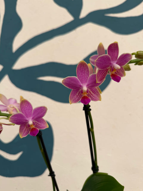 Phalaenopsis – Pink Picotee Fragrant Moth Orchid