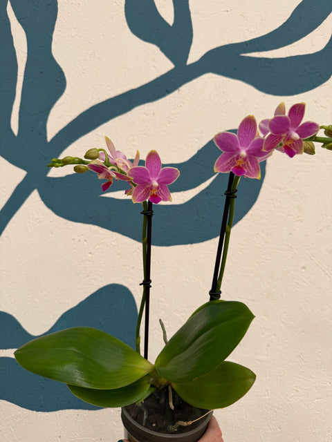 Phalaenopsis – Pink Picotee Fragrant Moth Orchid