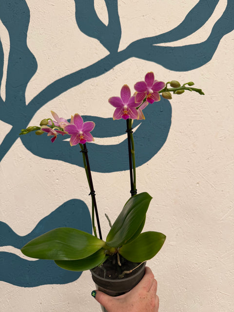 Phalaenopsis – Pink Picotee Fragrant Moth Orchid