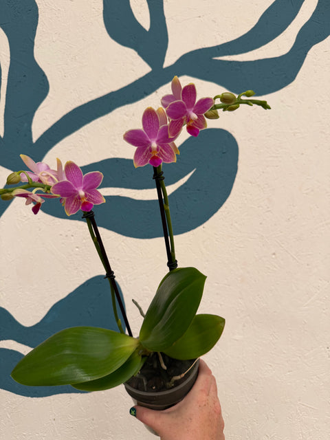 Phalaenopsis – Pink Picotee Fragrant Moth Orchid