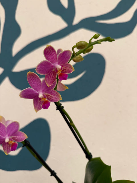 Phalaenopsis – Pink Picotee Fragrant Moth Orchid