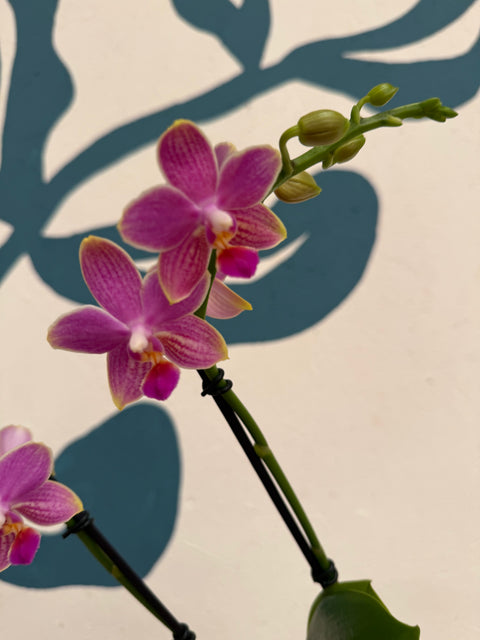Phalaenopsis – Pink Picotee Fragrant Moth Orchid
