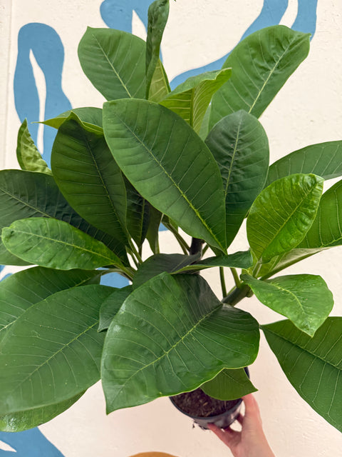 Plumeria rubra 'Hawaiian' - Hawaiian Frangipani