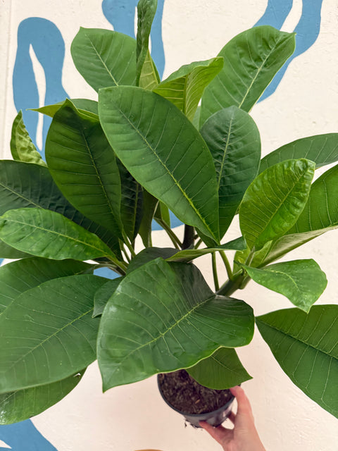 Plumeria rubra 'Hawaiian' - Hawaiian Frangipani