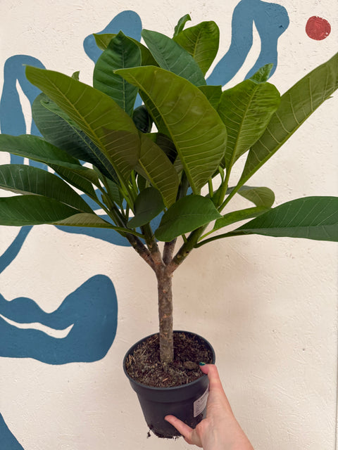 Plumeria rubra 'Hawaiian' - Hawaiian Frangipani