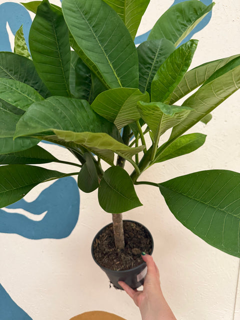 Plumeria rubra 'Hawaiian' - Hawaiian Frangipani