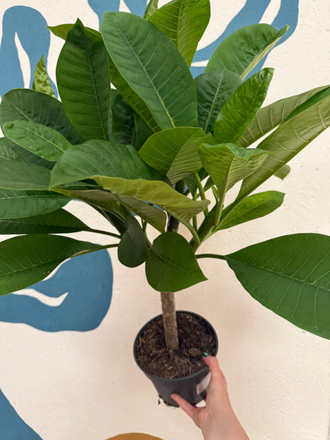 Plumeria rubra 'Hawaiian' - Hawaiian Frangipani