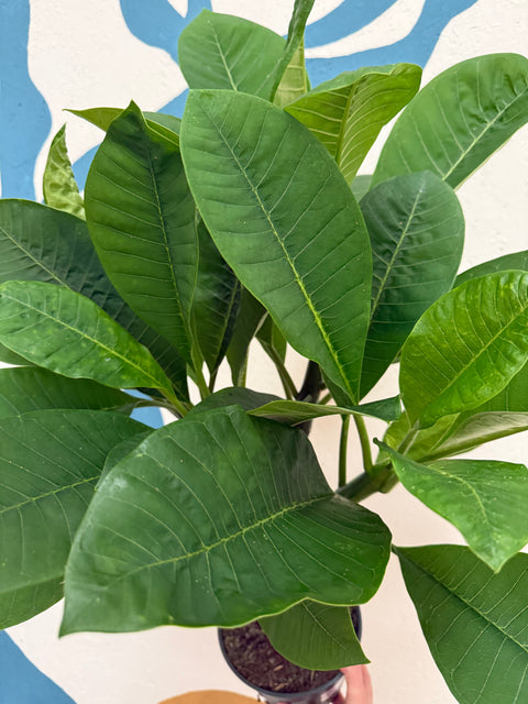 Plumeria rubra 'Hawaiian' - Hawaiian Frangipani