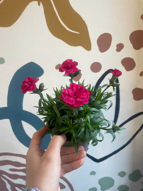 Dianthus - Pot Carnations (Mixed Variety)