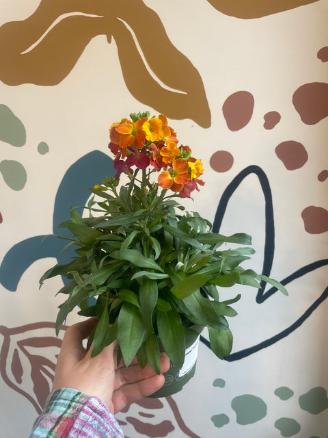 Erysimum 'Leya Orange Glow' - Wallflower