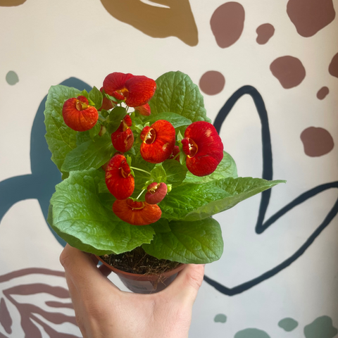 Calceolaria – Pocketbook Plant