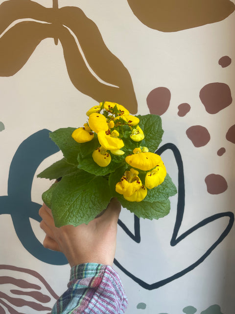 Calceolaria – Pocketbook Plant