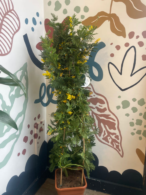 Mimosa ‘Gaulois’ – Silver Wattle
