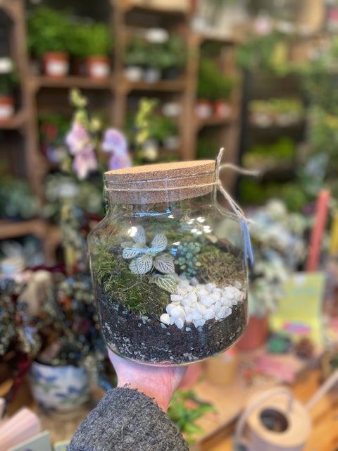Short Mathew / Chela - Bioactive Terrarium