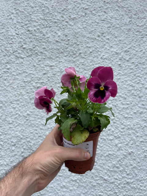 Viola & Pansy - Mixed - British Grown