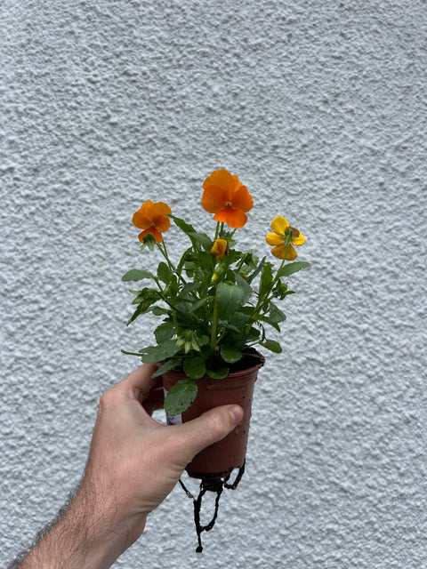 Viola & Pansy - Mixed - British Grown