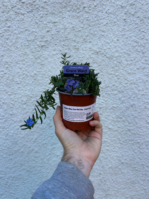 Lithodora diffusa ‘Grace Ward Blue’ - British Grown