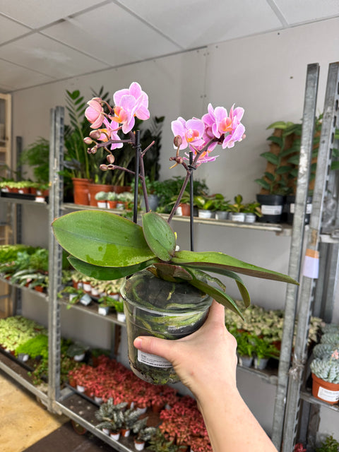 Phalaenopsis 'Romantico' - Pink Moth Orchid