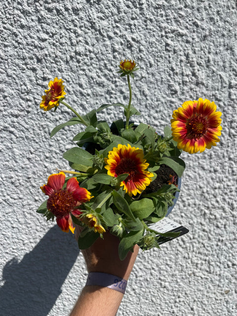 Gaillardia aristata 'Indy Yellow Red Ring' - Blanket Flower - British Grown