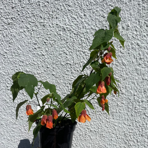 Outdoor Plants