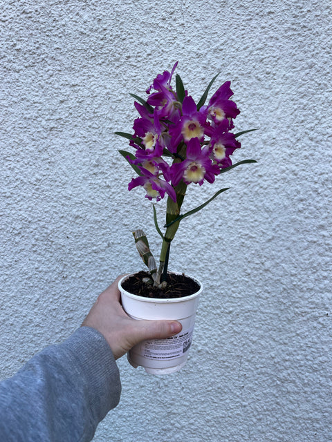 Dendrobium nobile 'Lila' - Noble Orchid