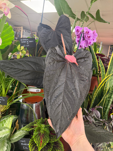 Anthurium ‘Queen of Hearts’ – Velvet Anthurium
