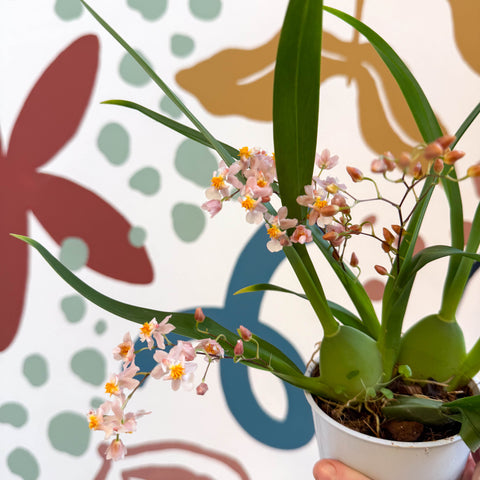 Oncidium flexuosum 'Twinkle Pink’ - Tiny Butterfly Orchid