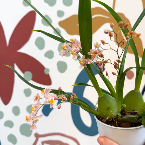 Oncidium flexuosum 'Twinkle Pink’ - Tiny Butterfly Orchid