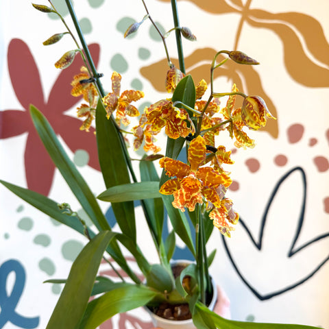 xOdontoglossum - Yellow and Orange Stripy Cambria Hybrid Orchid