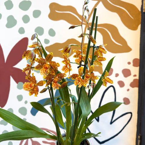 xOdontoglossum - Yellow and Orange Stripy Cambria Hybrid Orchid