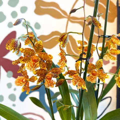 xOdontoglossum - Yellow and Orange Stripy Cambria Hybrid Orchid