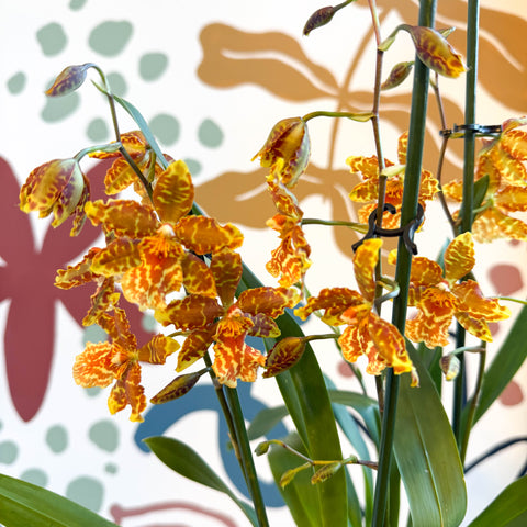 xOdontoglossum - Yellow and Orange Stripy Cambria Hybrid Orchid