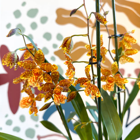 xOdontoglossum - Yellow and Orange Stripy Cambria Hybrid Orchid