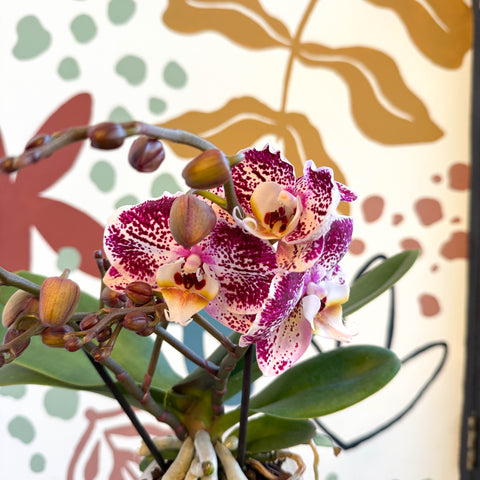 Phalaenopsis - Spotty Pink, Purple and White Moth Orchid