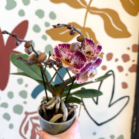 Phalaenopsis - Spotty Pink, Purple and White Moth Orchid