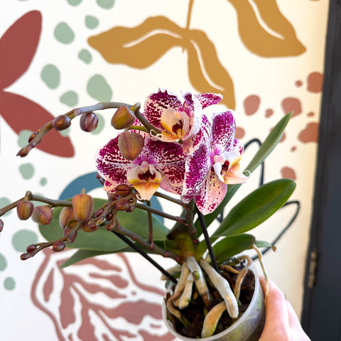 Phalaenopsis - Spotty Pink, Purple and White Moth Orchid