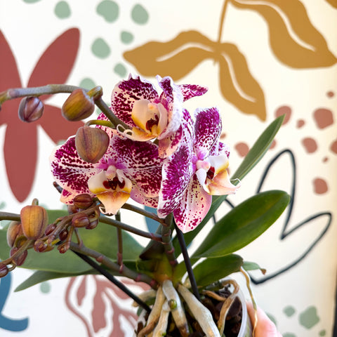 Phalaenopsis - Spotty Pink, Purple and White Moth Orchid