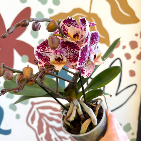 Phalaenopsis - Spotty Pink, Purple and White Moth Orchid