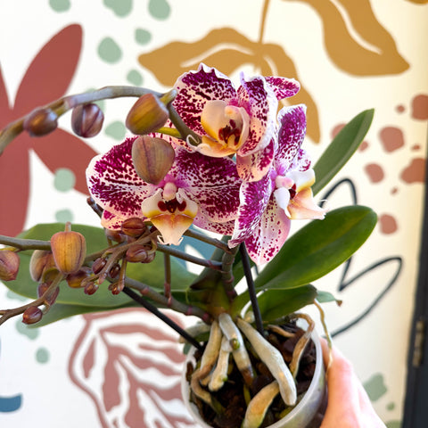 Phalaenopsis - Spotty Pink, Purple and White Moth Orchid